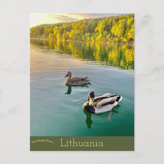 Carte Postale Canards en Vilnius Lituanie (Devant)