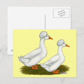 Carte Postale Canards : Graine blanche (Devant / Derrière)