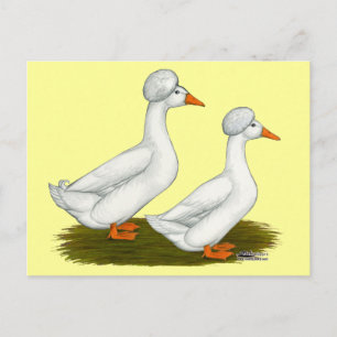 Carte Postale Canards : Graine blanche