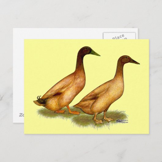 Carte Postale Canards : Khaki Campbell (Devant / Derrière)