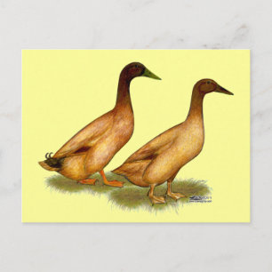 Carte Postale Canards : Khaki Campbell