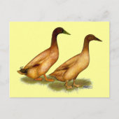 Carte Postale Canards : Khaki Campbell (Devant)