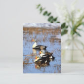 Carte Postale Canards King Eider (Debout devant)