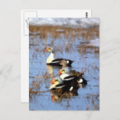 Carte Postale Canards King Eider (Devant / Derrière)