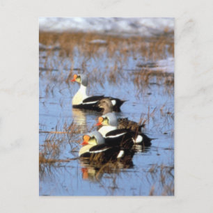 Carte Postale Canards King Eider