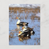 Carte Postale Canards King Eider (Devant)