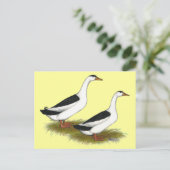 Carte Postale Canards :  Magpies noires (Debout devant)