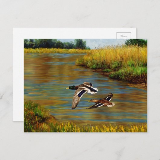 Carte Postale Canards-Majards Survolant L'Étang (Devant / Derrière)