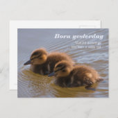 Carte Postale Canards mallard doux CC0146 Né hier (Devant / Derrière)