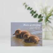 Carte Postale Canards mallard doux CC0146 Né hier (Debout devant)