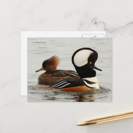 Carte Postale Canards Merganser à capuchon dans l'étang (Devant/Arrière en situation)