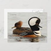 Carte Postale Canards Merganser à capuchon dans l'étang (Devant / Derrière)