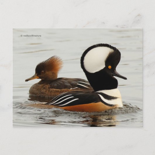 Carte Postale Canards Merganser à capuchon dans l'étang (Devant)