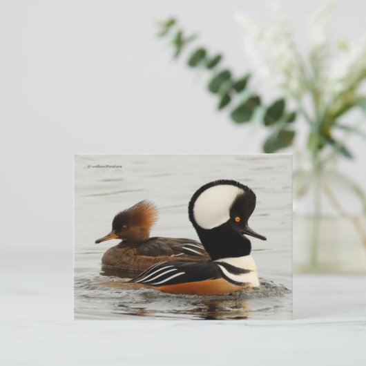 Carte Postale Canards Merganser à capuchon dans l'étang (Debout devant)