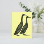Carte Postale Canards noirs (Debout devant)