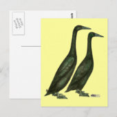 Carte Postale Canards noirs (Devant / Derrière)