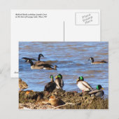 Carte postale Canards observant les oies (Devant / Derrière)