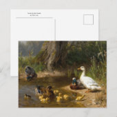 Carte Postale Canards par l'eau par Carl Jutz (Devant / Derrière)