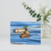 Carte Postale Canards Sur Eau Bleue (Debout devant)
