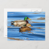 Carte Postale Canards Sur Eau Bleue (Devant / Derrière)