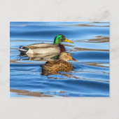 Carte Postale Canards Sur Eau Bleue (Devant)