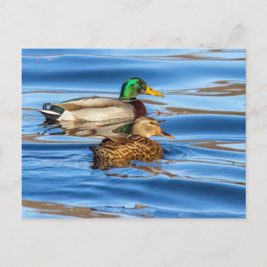 Carte Postale Canards Sur Eau Bleue (Devant)