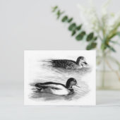 Carte Postale Canards sur le lac (Debout devant)