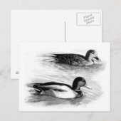 Carte Postale Canards sur le lac (Devant / Derrière)