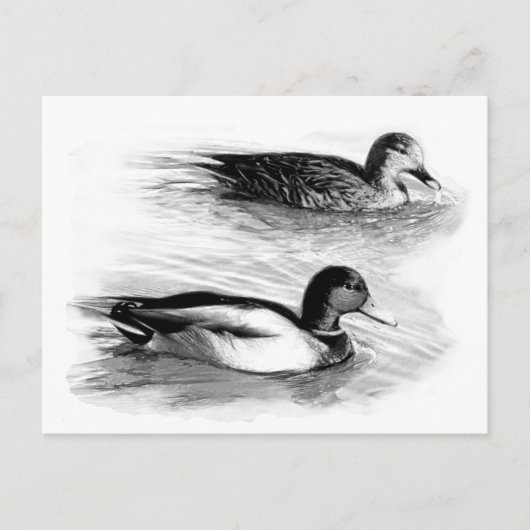 Carte Postale Canards sur le lac (Devant)