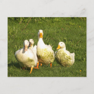 Carte Postale canards, vivant, prairie, animal, ferme, vie rural