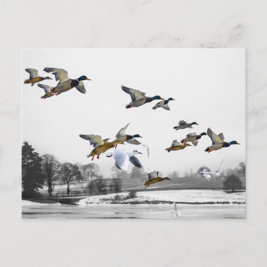 Carte Postale Canards volants (Devant)