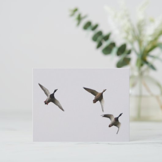 Carte postale Canards Volants (Debout devant)
