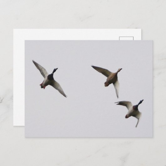 Carte postale Canards Volants  (Devant / Derrière)