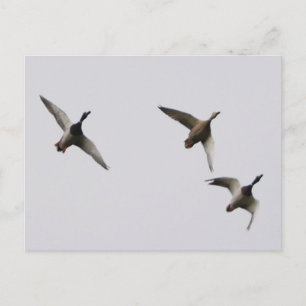 Carte postale Canards Volants