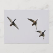 Carte postale Canards Volants  (Devant)