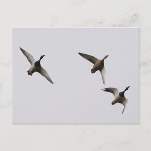 Carte postale Canards Volants (Devant)