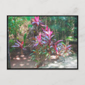 CARTE POSTALE CANCUN #17 POSTCARD (Devant)