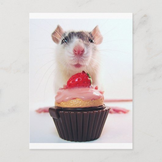Carte Postale Candy Rat (Devant)