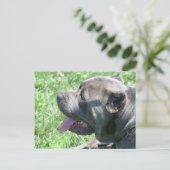 Carte postale Cane Corso (Debout devant)