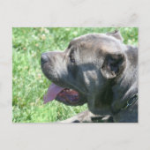 Carte postale Cane Corso (Devant)