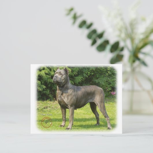 Carte Postale Cane Corso 8R056D-05 (Debout devant)