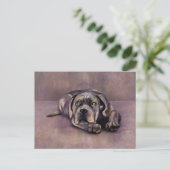 Carte Postale Cane Corso - Chiot Mastiff italien (Debout devant)