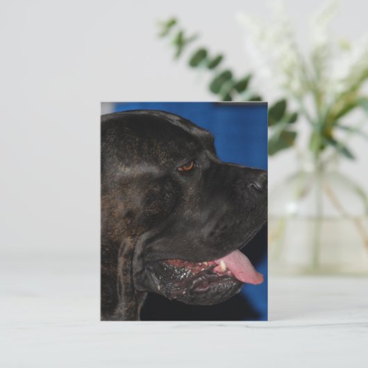 Carte postale Cane Corso Dog (Debout devant)