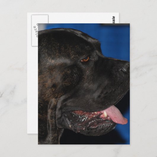 Carte postale Cane Corso Dog (Devant / Derrière)