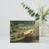 Carte postale Canefrein Rattlesnake (Debout devant)