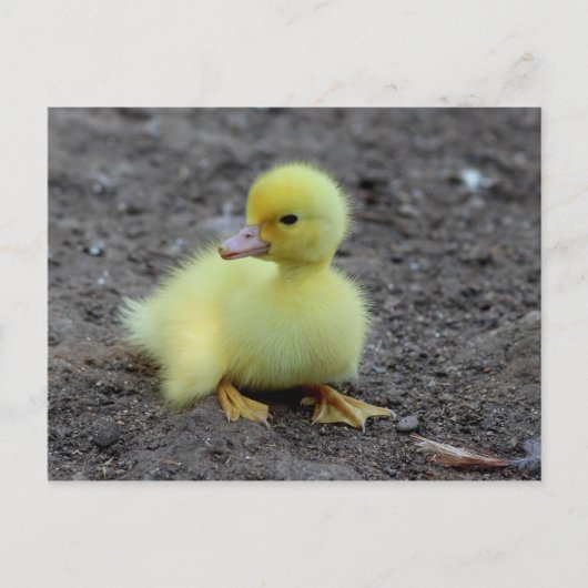Carte Postale Caneton jaune doux et duveteux (Devant)