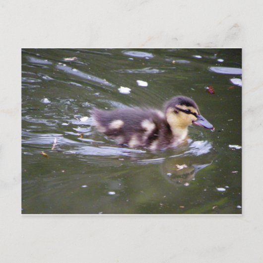 Carte Postale Caneton zoomant (Devant)