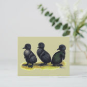 Carte Postale Canetons Black Cayuga (Debout devant)