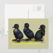 Carte Postale Canetons Black Cayuga (Devant / Derrière)