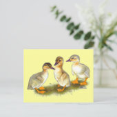 Carte Postale Canetons : Buff Orpingtons (Debout devant)